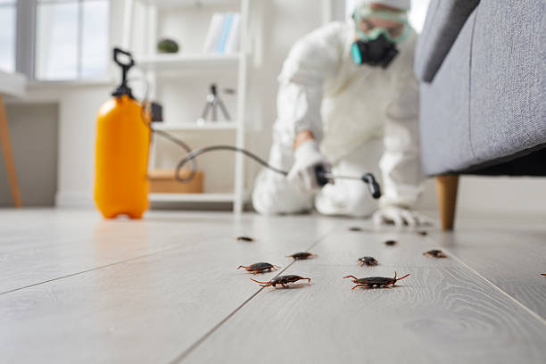 Commercial Kitchen Cockroach Control in Perkins